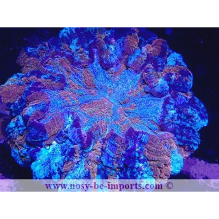 Acanthastrea lordhowensis WYSIWYG 06052022-10