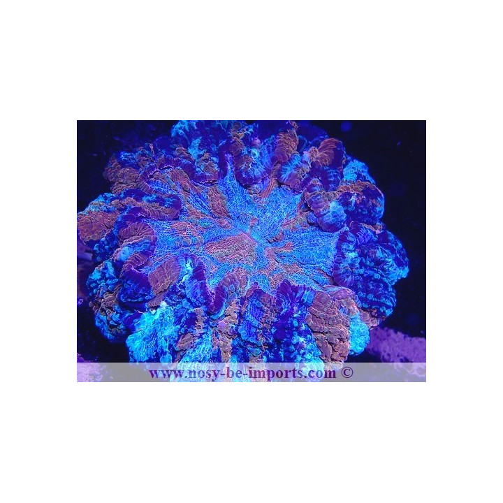 Acanthastrea lordhowensis WYSIWYG 06052022-10
