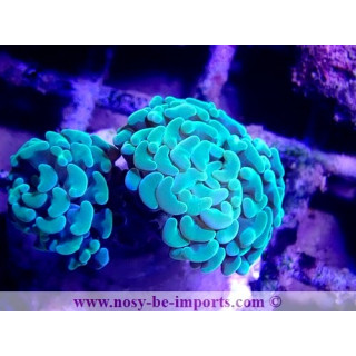 Euphyllia paraancora WYSIWYG 06052022-11