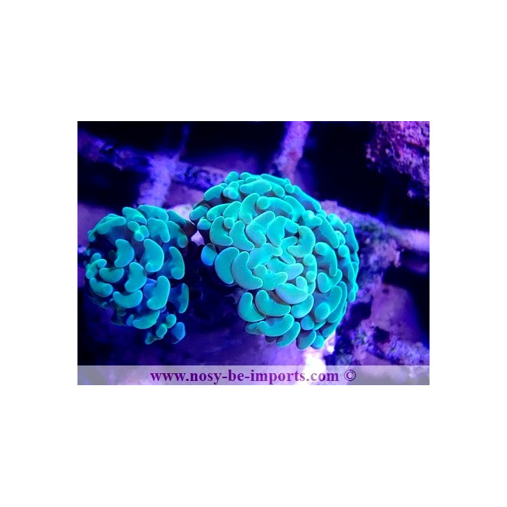 Euphyllia paraancora WYSIWYG 06052022-11