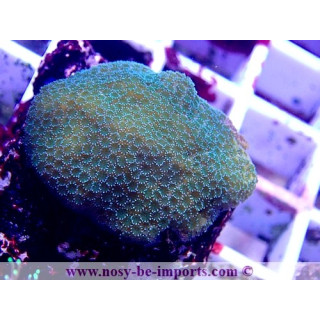 Montipora sp. WYSIWYG 06052022-12