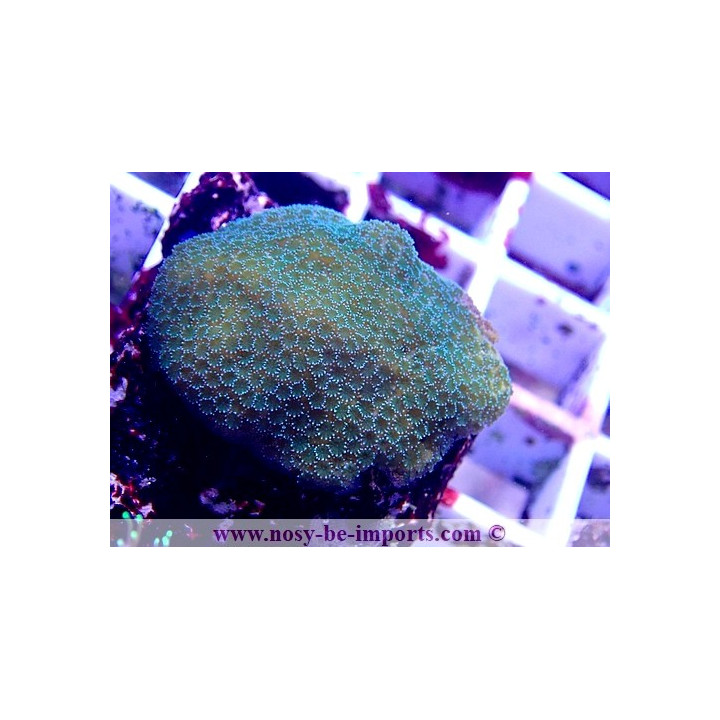 Montipora sp. WYSIWYG 06052022-12