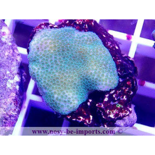 Montipora sp. WYSIWYG 06052022-13