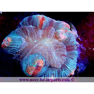 Trachyphyllia sp. WYSIWYG 06052022-16
