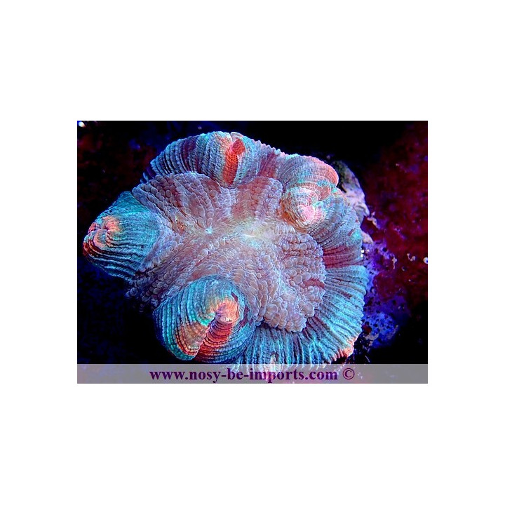Trachyphyllia sp. WYSIWYG 06052022-16