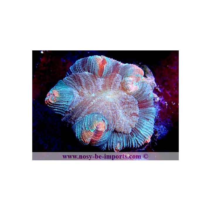 Trachyphyllia sp. WYSIWYG 06052022-16