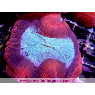 Trachyphyllia sp. WYSIWYG 06052022-17