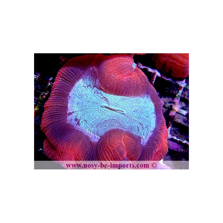 Trachyphyllia sp. WYSIWYG 06052022-17
