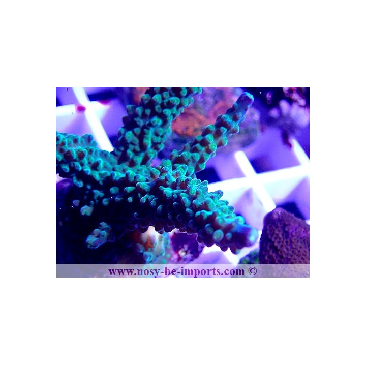 Acropora parilis WYSIWYG 06052022-18