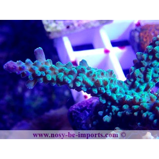 Acropora parilis WYSIWYG 06052022-18