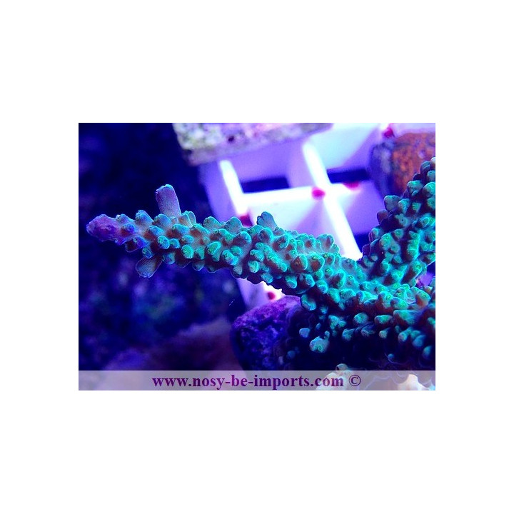 Acropora parilis WYSIWYG 06052022-18