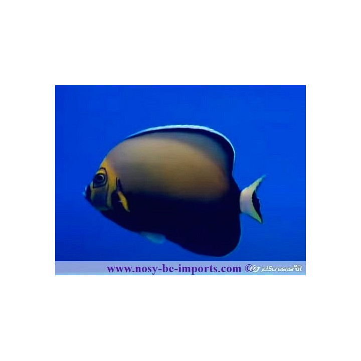 Chaetodontoplus conspicillatus
