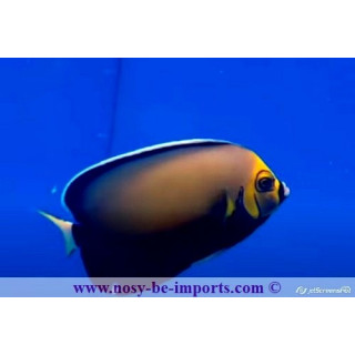 Chaetodontoplus conspicillatus