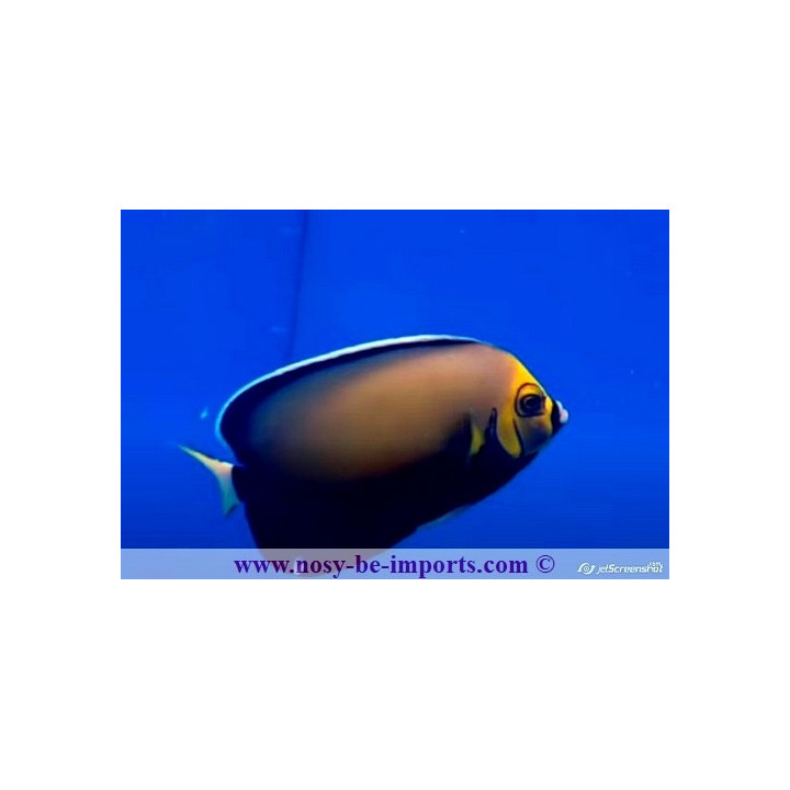 Chaetodontoplus conspicillatus