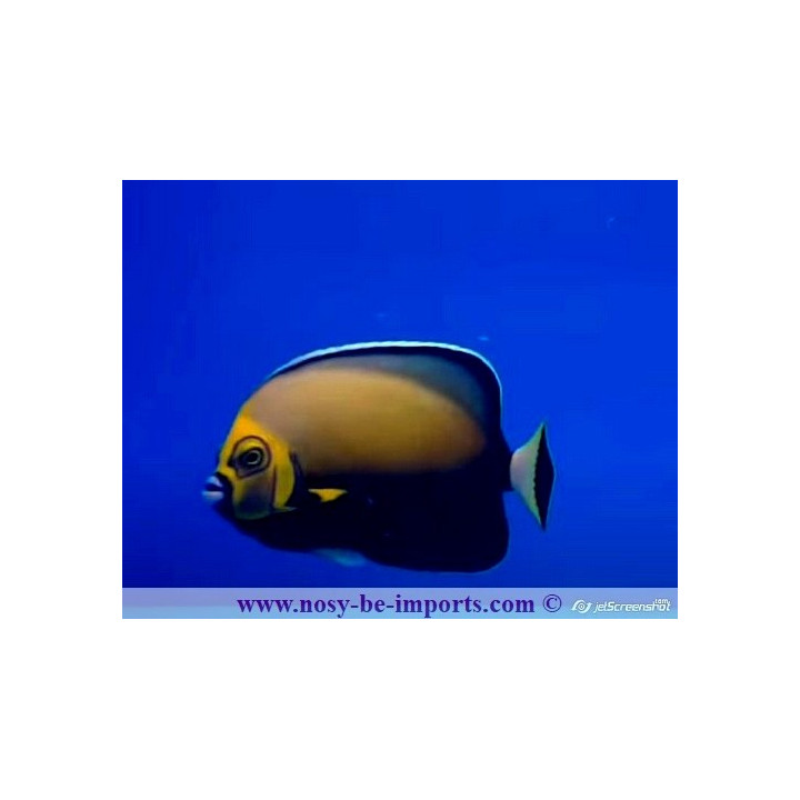 Chaetodontoplus conspicillatus