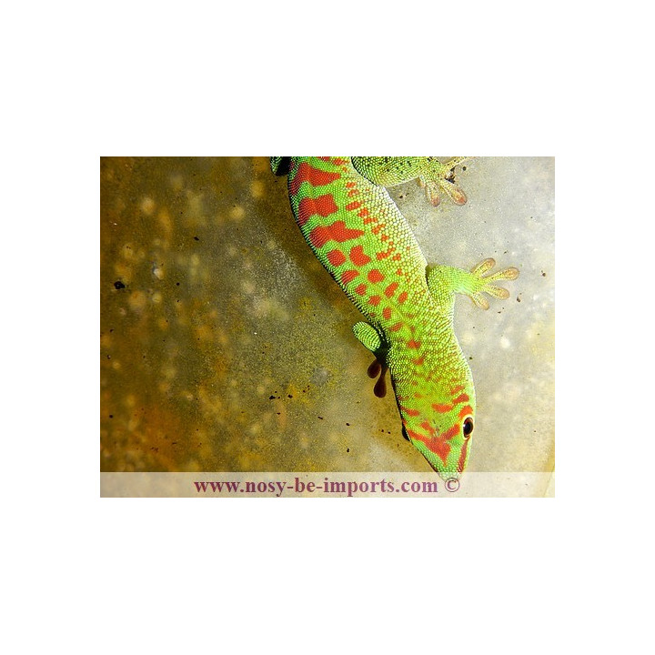 Phelsuma grandis High Red