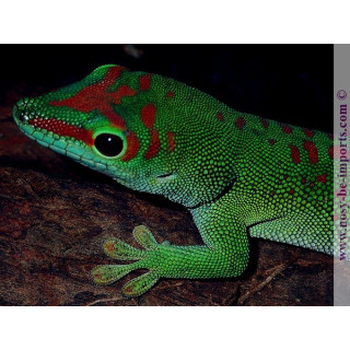 Phelsuma grandis High Red