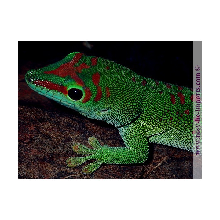 Phelsuma grandis High Red