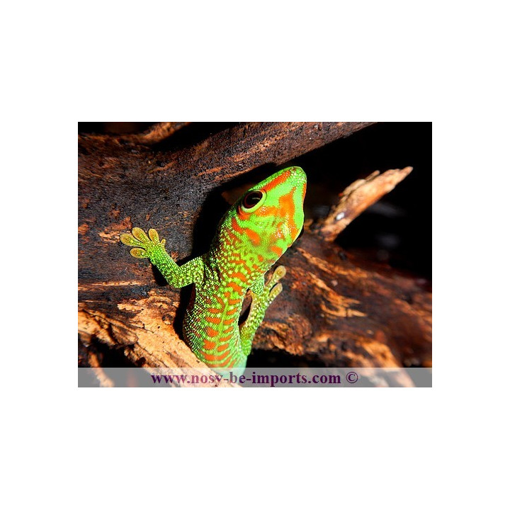 Phelsuma grandis High Red