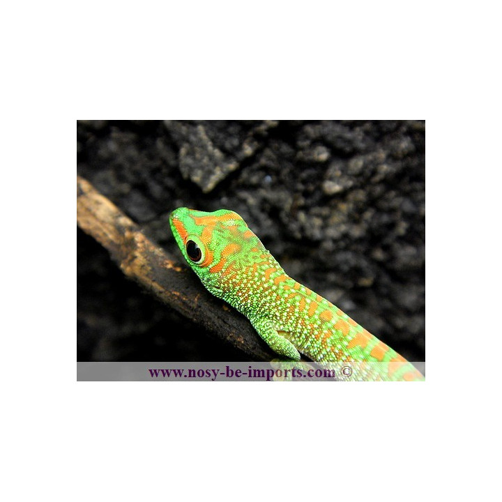 Phelsuma grandis High Red