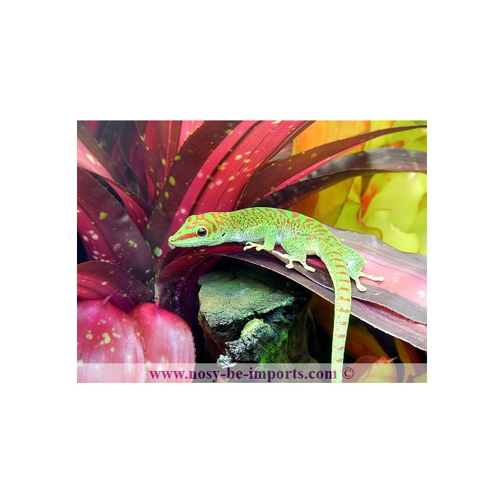 Phelsuma grandis High Red