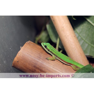 Phelsuma nigristriata