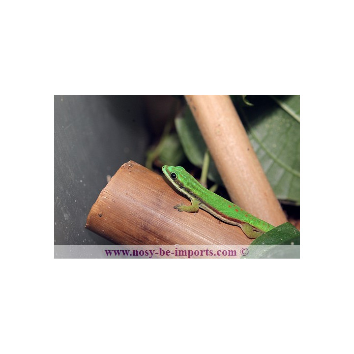 Phelsuma nigristriata