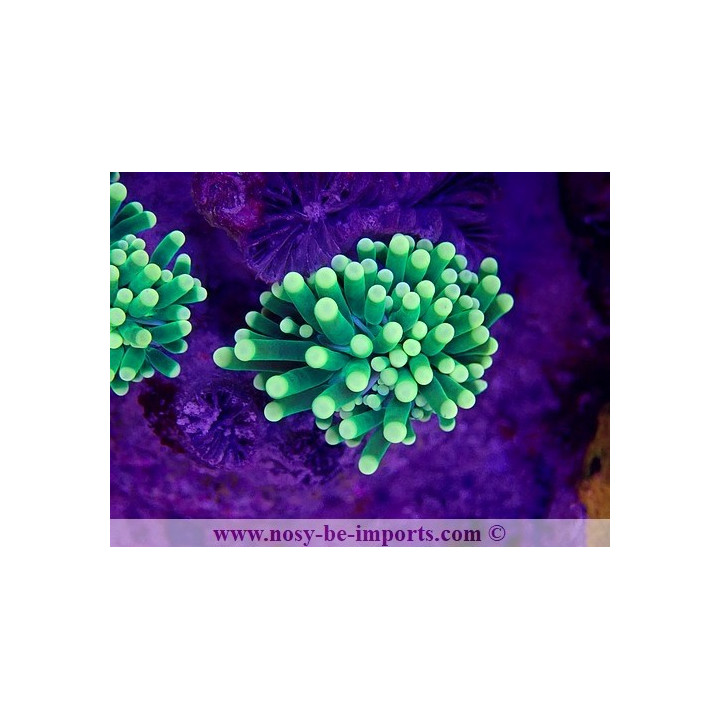 Euphyllia glabrescens WYSIWYG 29072022-1