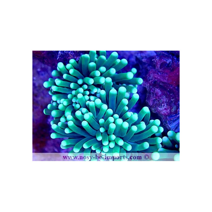 Euphyllia glabrescens WYSIWYG 29072022-1