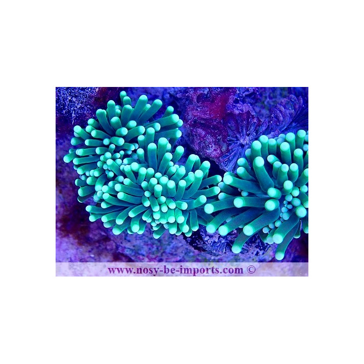 Euphyllia glabrescens WYSIWYG 29072022-1