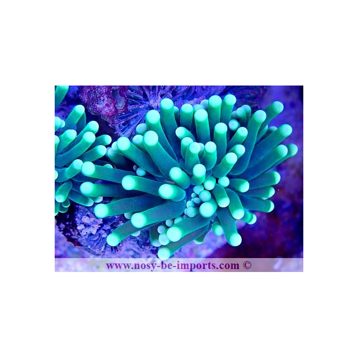 Euphyllia glabrescens WYSIWYG 29072022-1