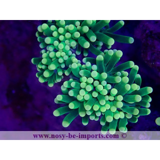 Euphyllia glabrescens WYSIWYG 29072022-1