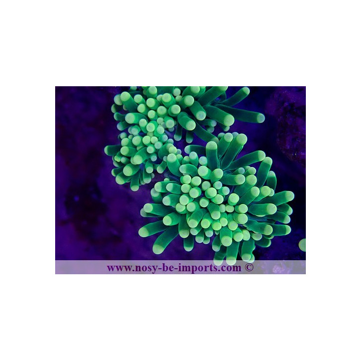 Euphyllia glabrescens WYSIWYG 29072022-1