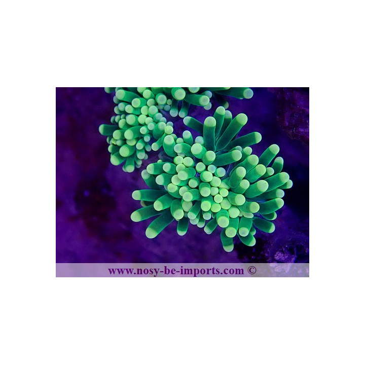Euphyllia glabrescens WYSIWYG 29072022-1