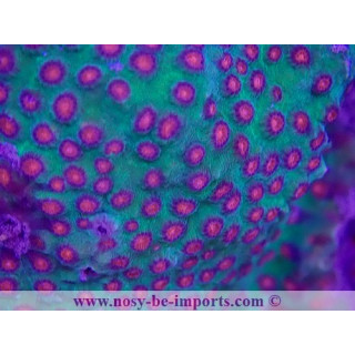 Cyphastrea sp. WYSIWYG 29072022-2