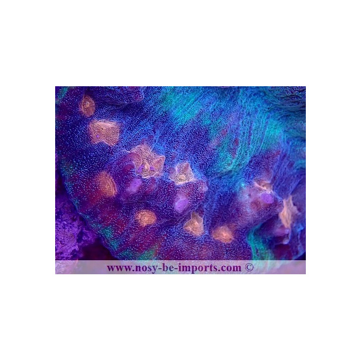 Mycedium elephantosus WYSIWYG 30072022-1