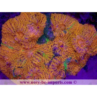 Echinophyllia sp. WYSIWYG 30072022-2