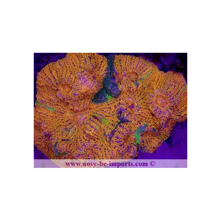 Echinophyllia sp. WYSIWYG 30072022-2