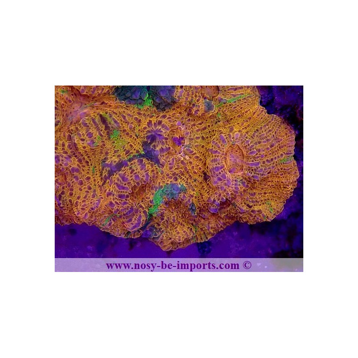 Echinophyllia sp. WYSIWYG 30072022-2
