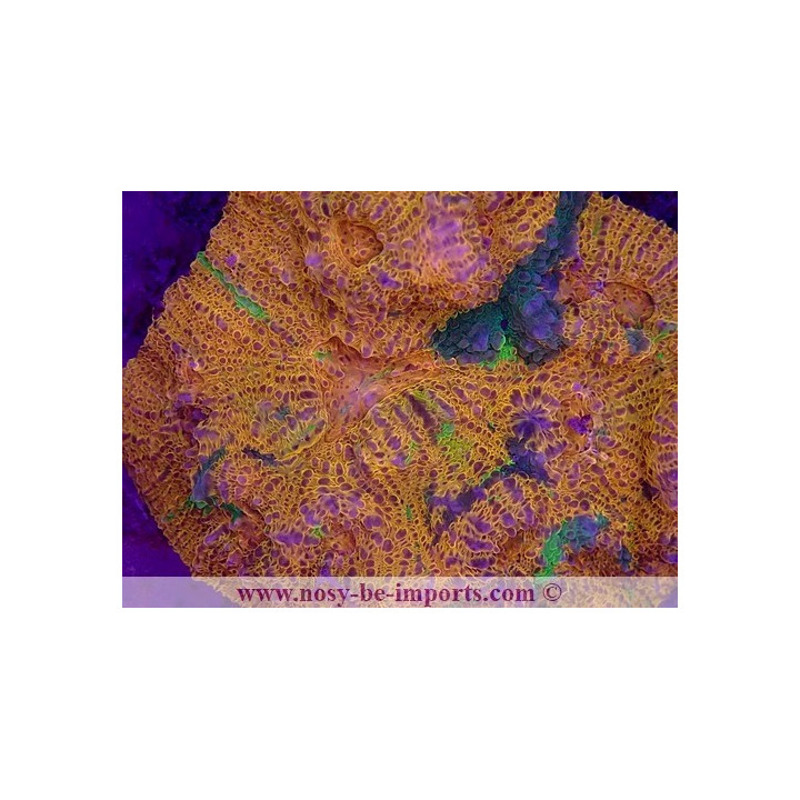 Echinophyllia sp. WYSIWYG 30072022-2