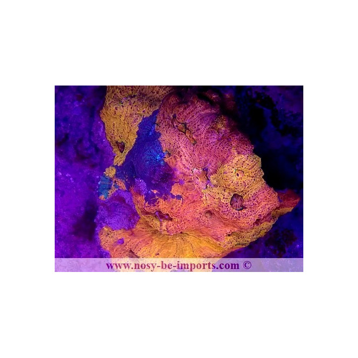 Echinophyllia sp. WYSIWYG 30072022-3