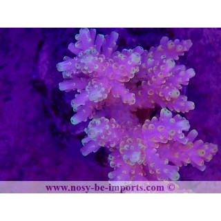 Acropora sp. WYSIWYG 30072022-5