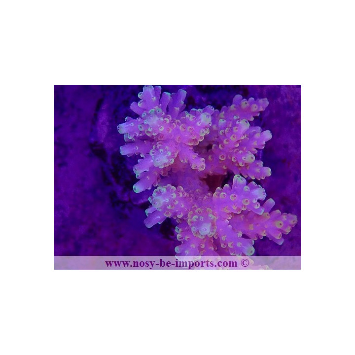 Acropora sp. WYSIWYG 30072022-5