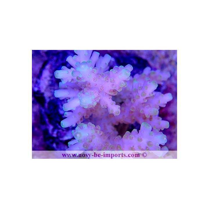 Acropora sp. WYSIWYG 30072022-5