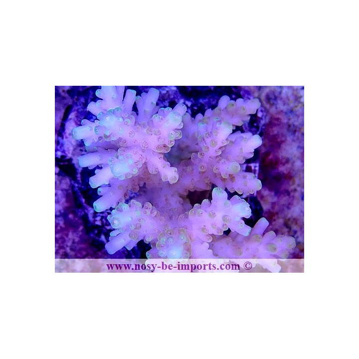 Acropora sp. WYSIWYG 30072022-5