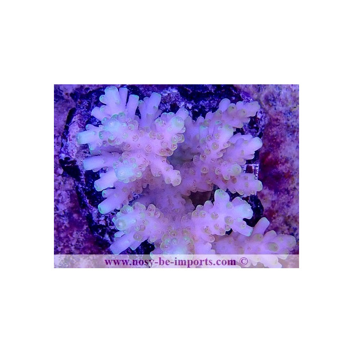 Acropora sp. WYSIWYG 30072022-5