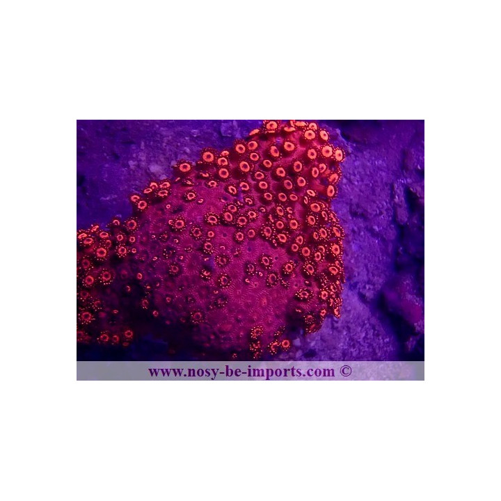 Goniopora sp. WYSIWYG 30072022-6