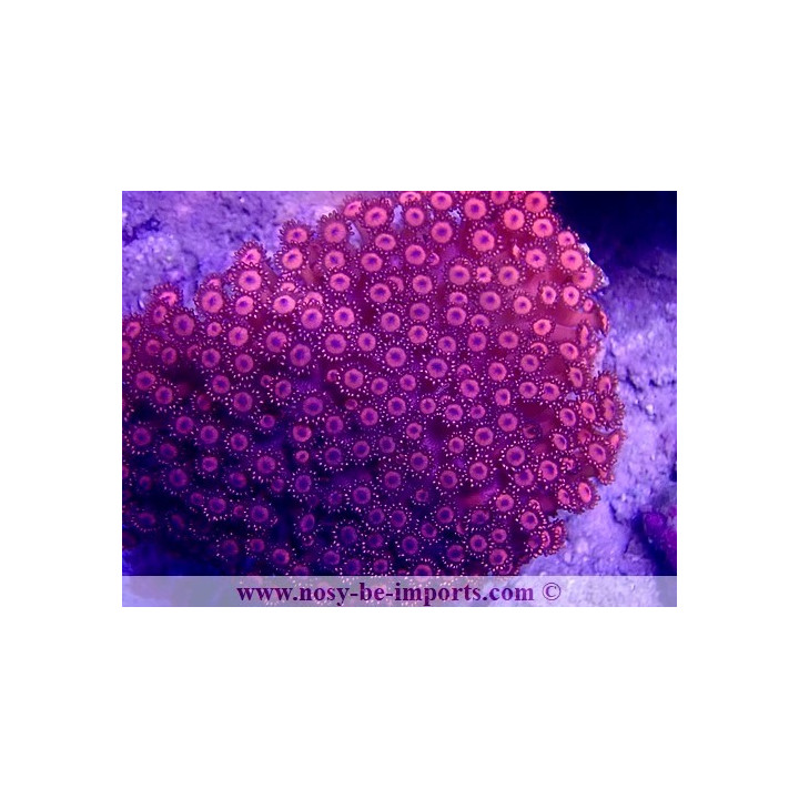 Goniopora sp. WYSIWYG 30072022-6
