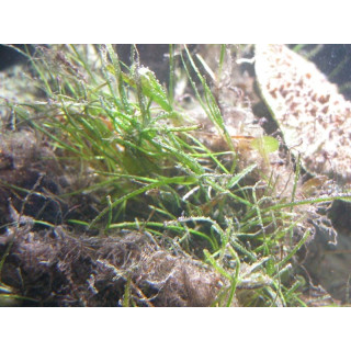 Syringodium isoetifolium