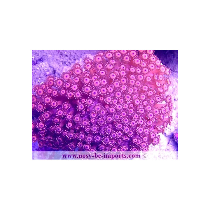 Goniopora sp. WYSIWYG 30072022-6